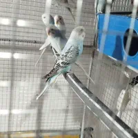 مرغ عشق|پرنده|تایباد, |دیوار