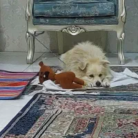 پامر‌ اشپیتز روباهی نر