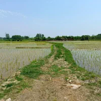 فروش زمین شالیزار ۱۴۵۰ متری/ خمام معاوضه با ماشین|فروش زمین و ملک کلنگی|خشکبیجار, |دیوار
