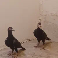 کاریر|پرنده|کرمان, |دیوار