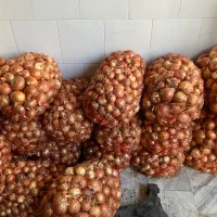 پیاز پاییزه