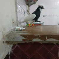 طوقی سیاه گوشواره ای