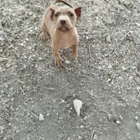 واگذاری. توله پیتبول|سگ|گهواره, |دیوار