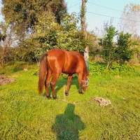 اسب|اسب و تجهیزات اسب‌سواری|تالش, هشتپر|دیوار