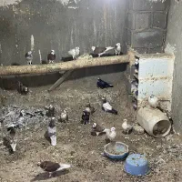 کبوتر