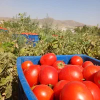گوجه ارگانیک گوشتی مخصوص رب ورب محلی و آتیشی|خوردنی و آشامیدنی|تویسرکان, |دیوار