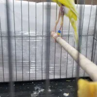 قناری جیبر نر