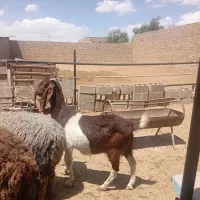 بز پاکستانی