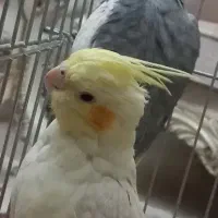 پ ی د ا عروس هلندی معاوضه