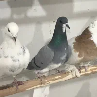 ماده خرقه درجه یک