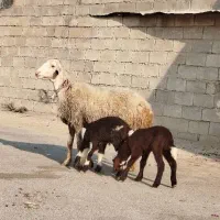 ۳راس میش دوقلوزا (هترو)|حیوانات مزرعه|شوشتر, |دیوار