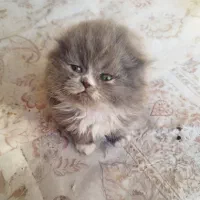 گربه اسکاتیش فولد لانگ هیر طوسی عروسک