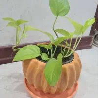 انواع پتوس زیبا.سانسوریا.کاکتوس.اشک تمساح و گلدان