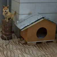 فروش حیوان خانگی