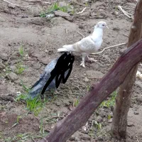 ریش|پرنده|کرباسک, |دیوار