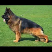 ژرمن شپرد شولاین برای کشش و جفت یابی