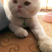 گربه پرشین نر|گربه|اصفهان, کوی شهید کشوری|دیوار