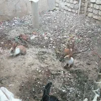 خرگوش کوچک و ریزه