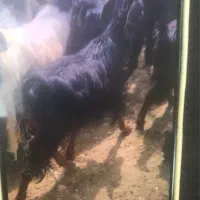 بزلاغر