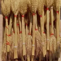 خوشه گندم عید