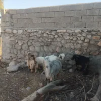 ۵راس بیگ ب فروش میرسد|حیوانات مزرعه|لالی, |دیوار