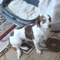 سگ پاکوتاه اشپیتز آلمانی