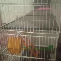 ی قفس چوچه پران وی قفس عروس هلندی بدونه وسایل|لوازم جانبی حیوانات|شاهین دژ, |دیوار
