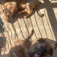 سگ ژرمن|سگ|کازرون, |دیوار