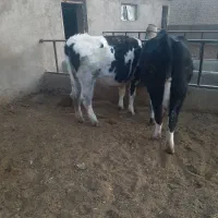 گوساله تلیسه آبستن