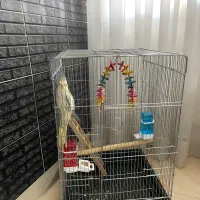 قفس پرنده با همه وسیله ها۸۵۰تومن