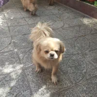 واگذاری پیکینیز امپریال نر ماده|سگ|تهران, هاشمی|دیوار