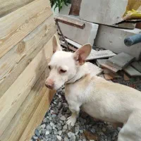 سگ پاکوتاه فروشی|سگ|فاضل آباد, |دیوار