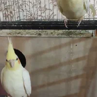 یک جفت عروس هلندی لوتینو