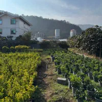 547-متر-زمین-سندششدانگ-تله-کابین-رامسر