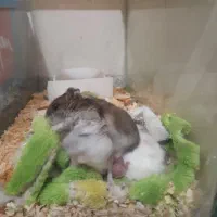 همستر تعدادی۲۵عدد ب صورت یکجا ب فروش میرسد