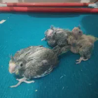 ۳ تا جوجه عروس هلندی سرلاکی