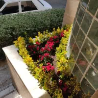 خدمات باغبانی باغچه کاری هرس کاری کودهی گل وگیا