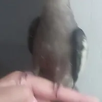گمشده عروس هلندی