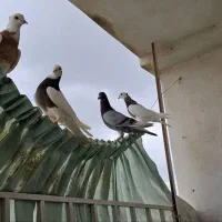 کفتر|پرنده|گنبد کاووس, |دیوار