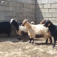 بز جوان