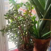 الورا سایزبزرگ