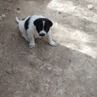 واگذاری توله