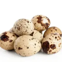 تخم نطفه دار بلدرچین