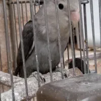 طوطی برزیلی معاوضه با پرنده|پرنده|سنندج, |دیوار