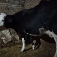 گاو سیمیتال شیری