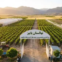 تولید انواع سیب گلابی هلو گیلاس بادام صنوبر تخصص