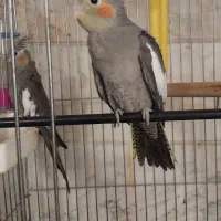 جوجه* عروس *هلندی* سینامون