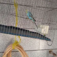 مرغ عشق