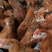 ۱۰ عدد جوجه هفت ماهه