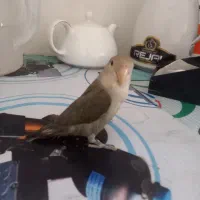 طوطی برزیلی ماداگاسکار رنگ خاص زیتونی